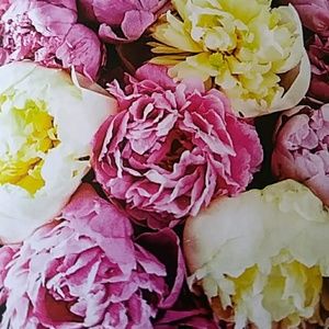 Meet your Posher, Sandy